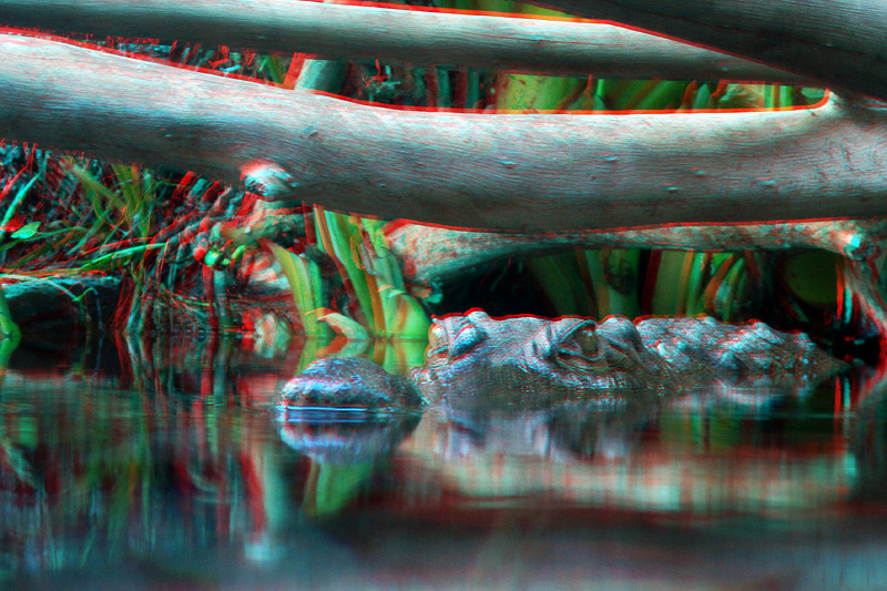 20100807 180804 1889
Crocodile looking like a log, awaiting prey - use red-cyan glasses to view properly.
