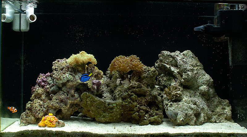20040202 212344 4836
This is how my reef tank started out.  This picture was taken on February 2, 2004.
