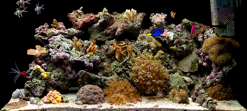 20040824 190424 2814
This is a recent photo of our reef tank.  Its starting to buzz with activity.  A stark contrast from our humble beginnings.
