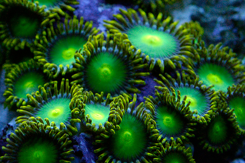 20040824 215418 2063
This is hour our Zooanthids normally look under actinic lighting.
