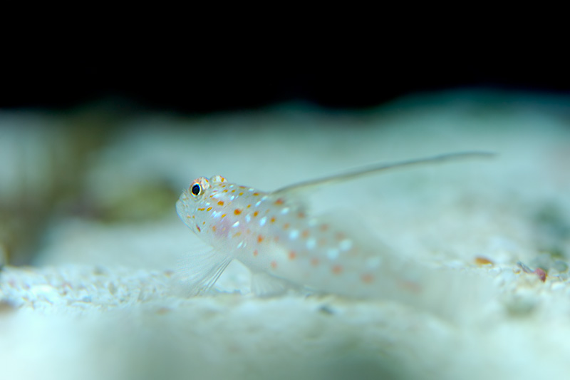 20050128 161246 2620
This goby ([i]Valencienna sp.[/i]) uses its white color and spots to hide in the open sand bed.
