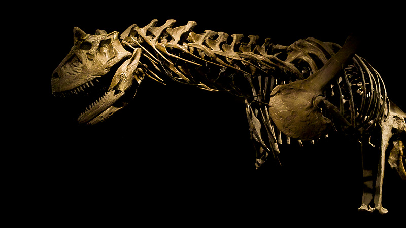 20090630 163918 0859
Dinosaur Skeleton.  Definitely wild, although no longer life.

