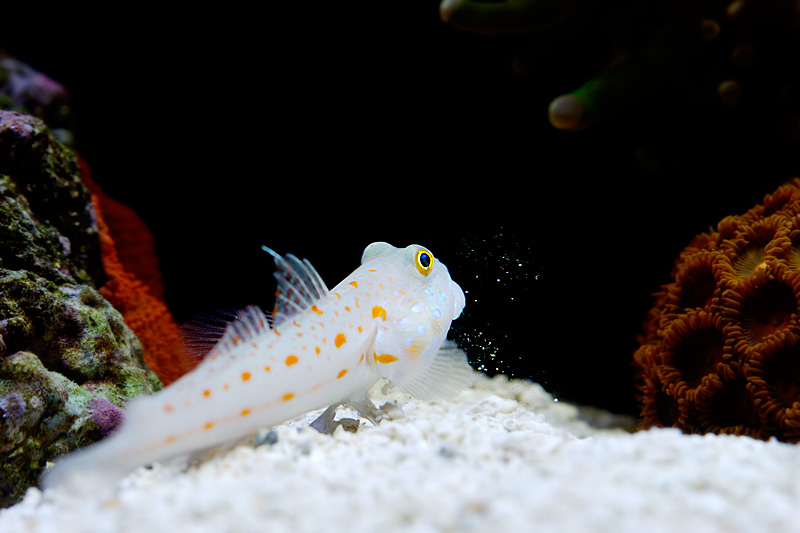 20050128 172650 2798
This goby ([i]Valencienna sp.[/i]) peers into the darkness, always on the lookout for unknown predators that may be lurking within.
